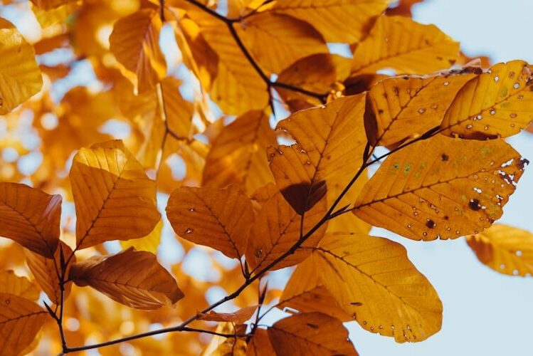 Golden autumn leaves against a clear sky
